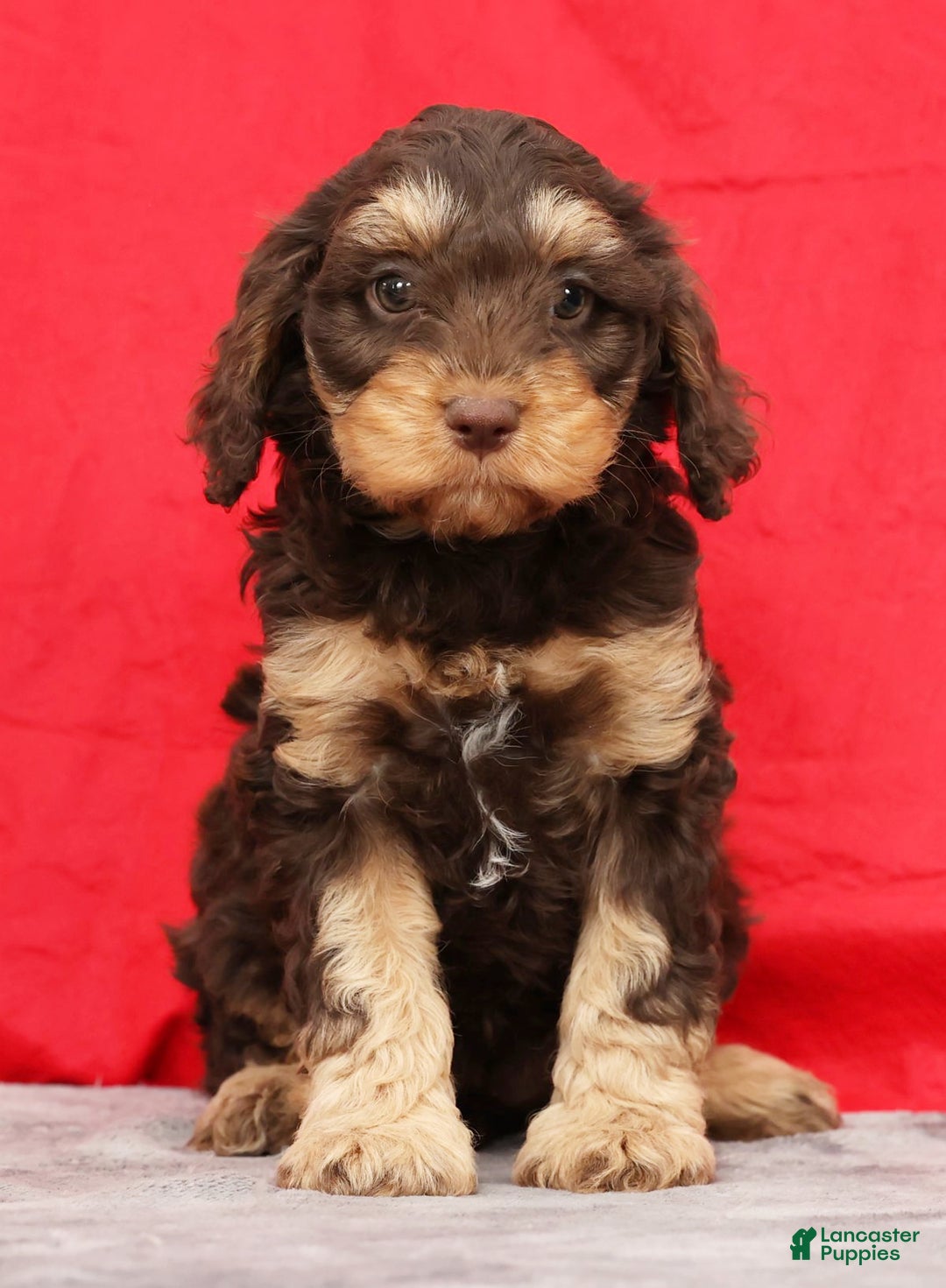 Cavapoo dogs for sale: Freya - Ad 4