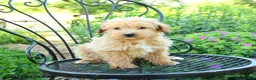 Mixed Breed dogs for sale: Palmer - Ad 1