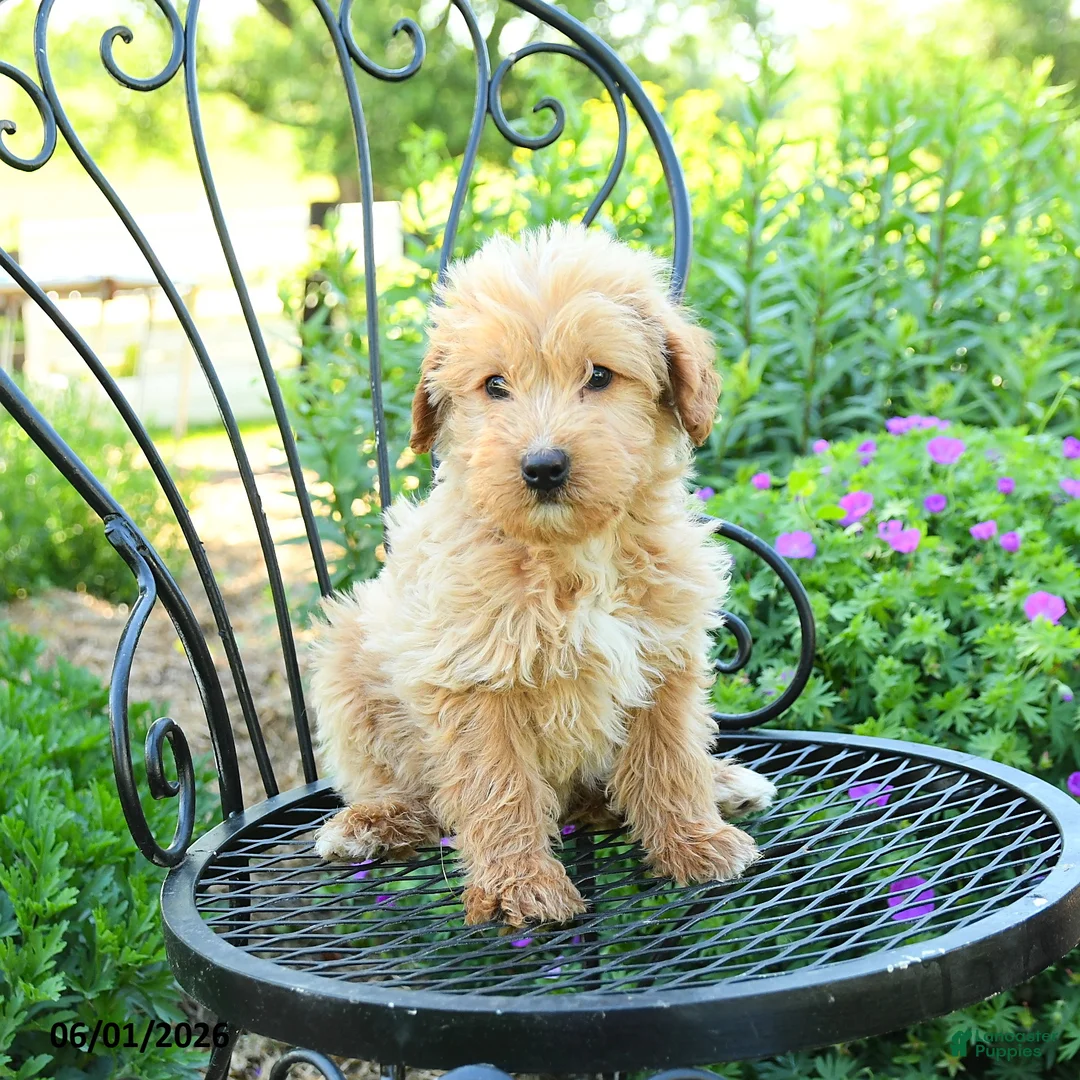 Mixed Breed dogs for sale: Palmer - Ad 1