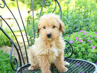 Mixed Breed dogs for sale: Palmer - Ad 1
