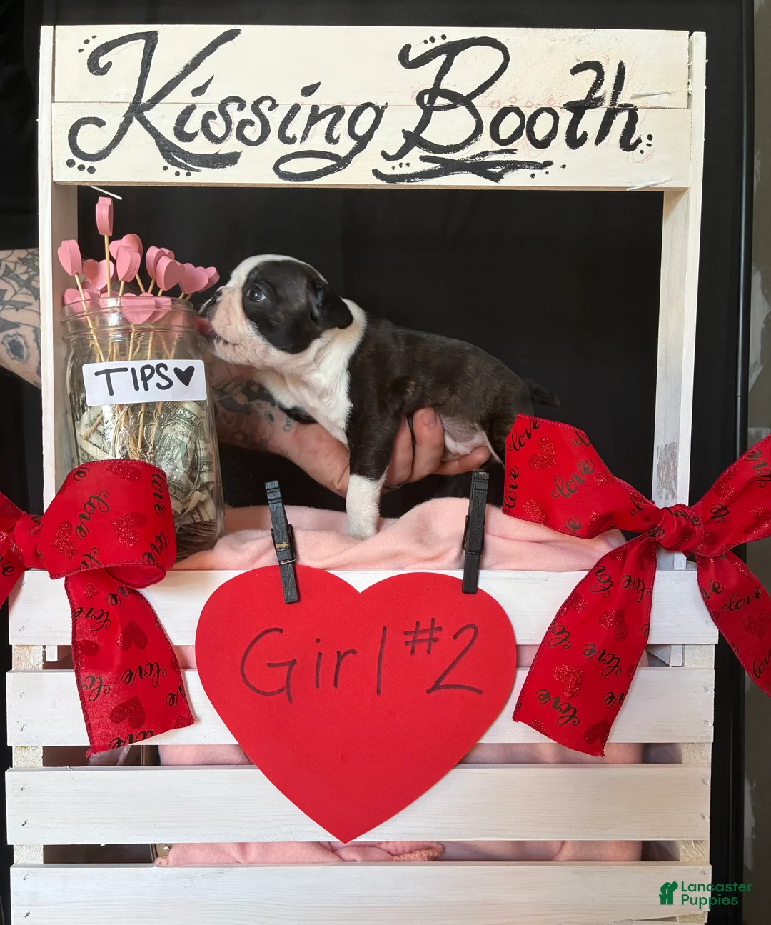 Boston Terrier dogs for sale: Boston Terrier Puppy 4 - Ad 5