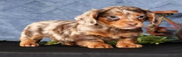 Miniature Dachshund dogs for sale: Niles - Ad 2