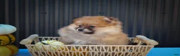 Pomeranian dogs for sale: Milly🩷  - Ad 8