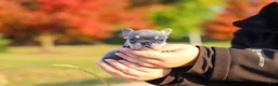 French Bulldog dogs for sale: Maple - Ad 5