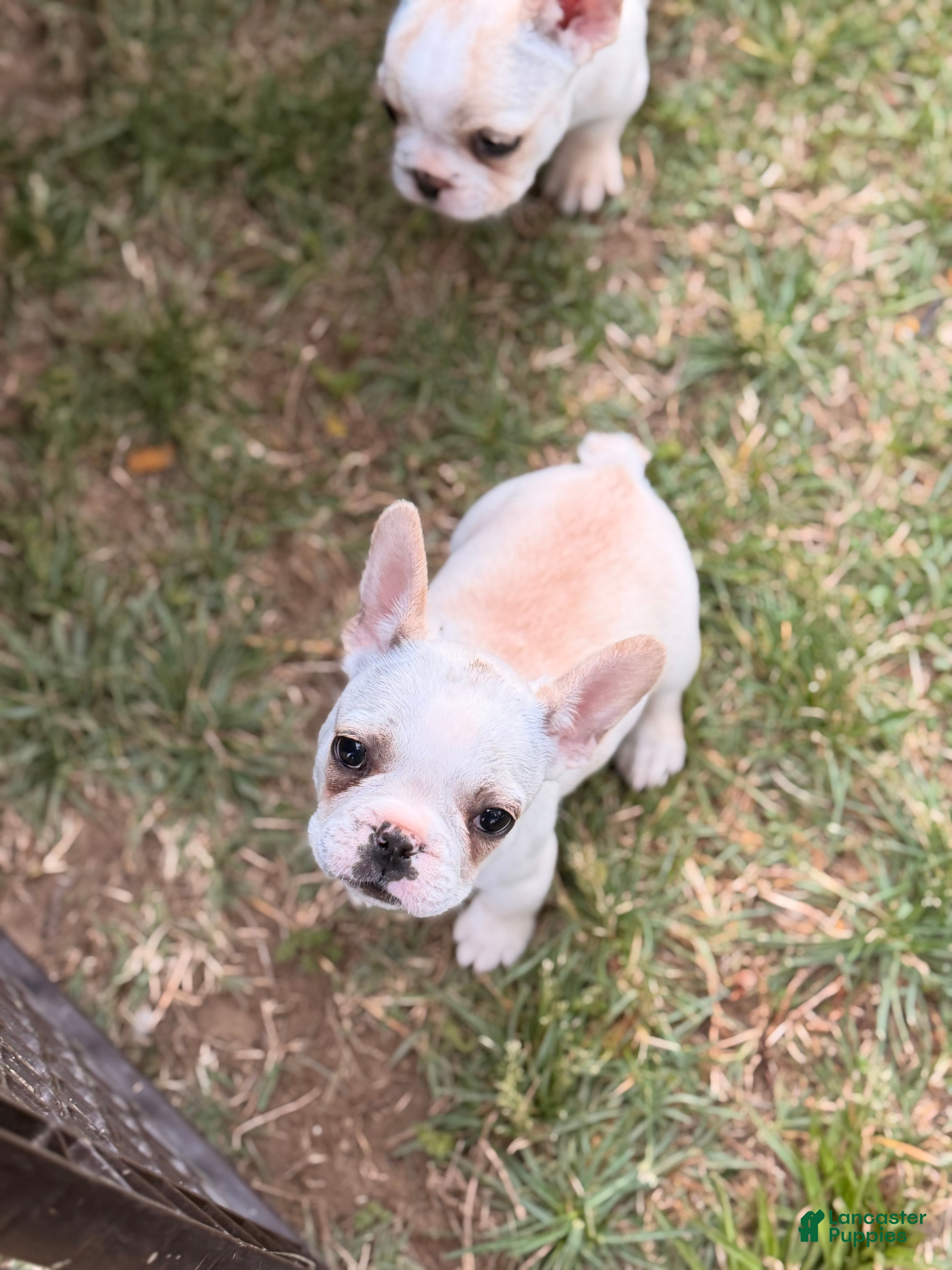 French Bulldog dogs Fire puppy number 1 - Ad 2