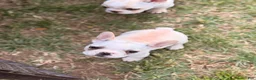 French Bulldog dogs for sale: Fire puppy number 1 - Ad 2