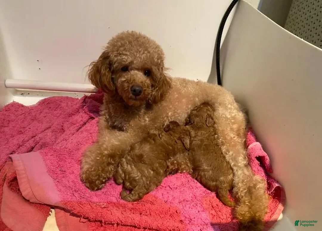 Toy Poodle dogs for sale: Stacey  - Ad 2