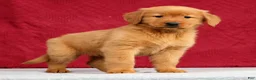 Golden Retriever dogs for sale: Genesis - Ad 1