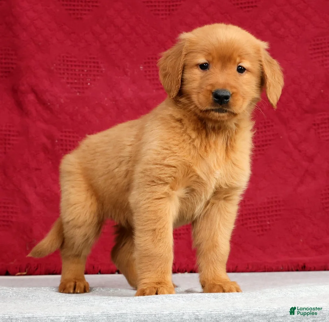 Golden Retriever dogs for sale: Genesis - Ad 1