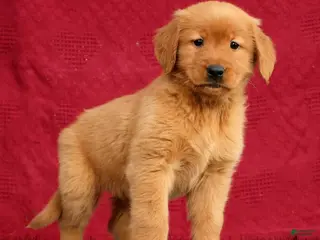 Golden Retriever dogs for sale: Genesis - Ad 4