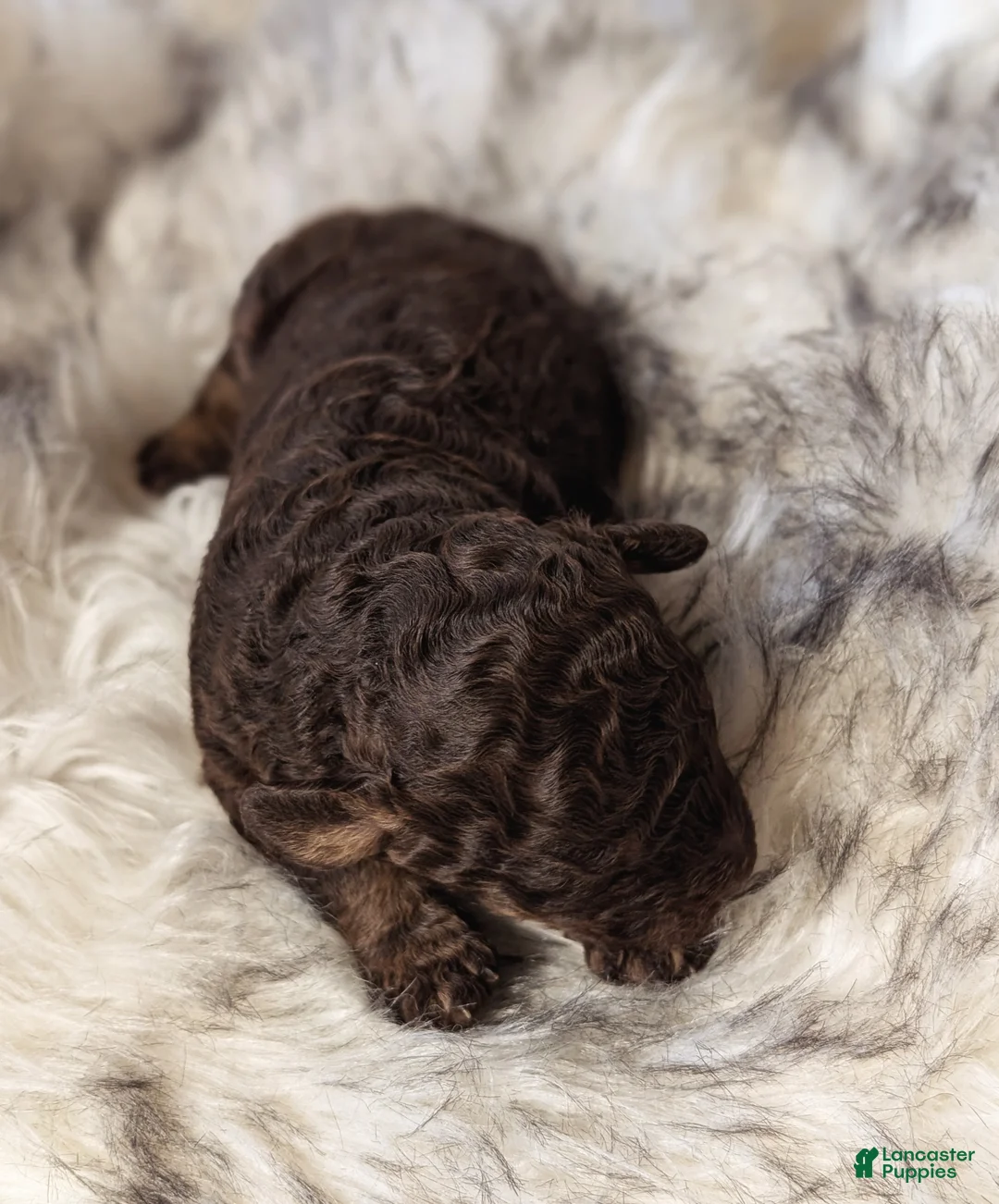 Mixed Breed dogs for sale: RAMBO  - Ad 6