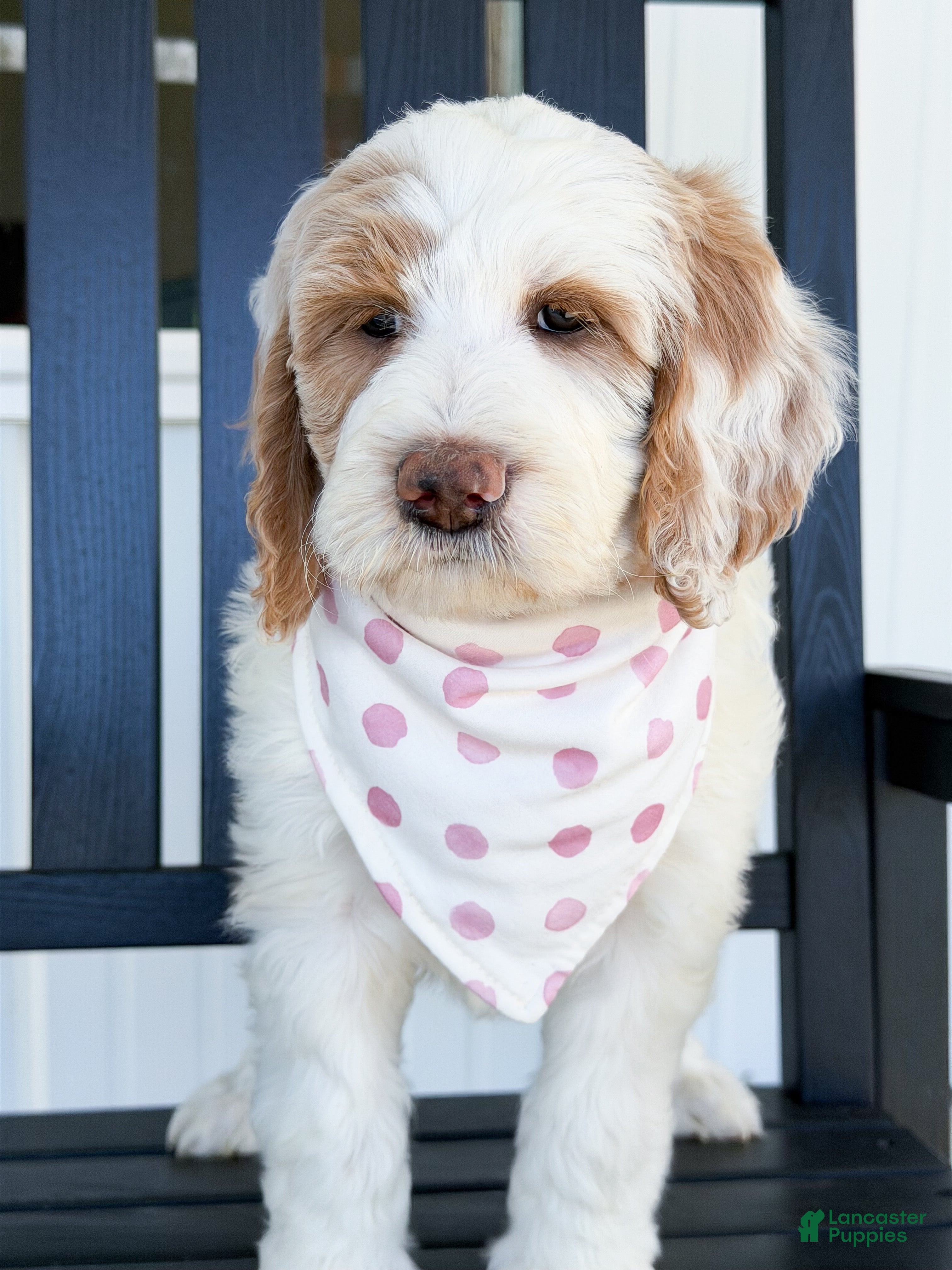 Goldendoodle dogs Amelia  - Ad 1