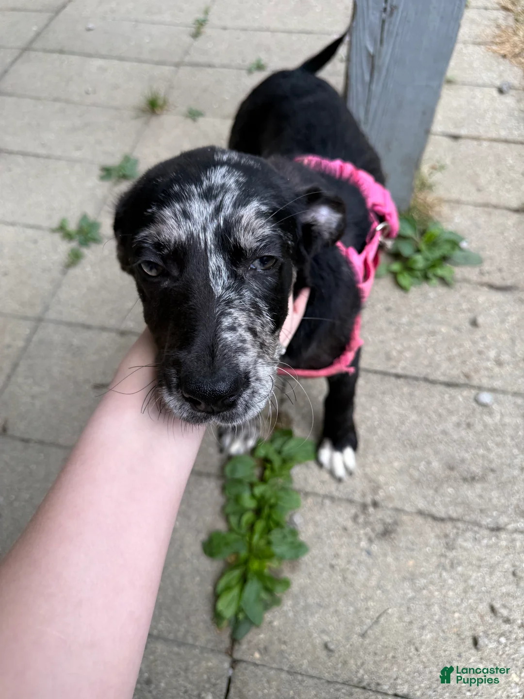 Mixed Breed dogs for sale: Mixed Breed 1 - Ad 1