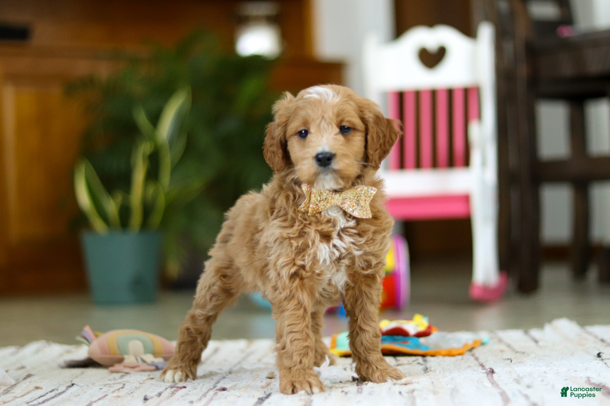 Mini Goldendoodle dogs Monica - Ad 2