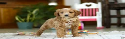 Mini Goldendoodle dogs for sale: Monica - Ad 2