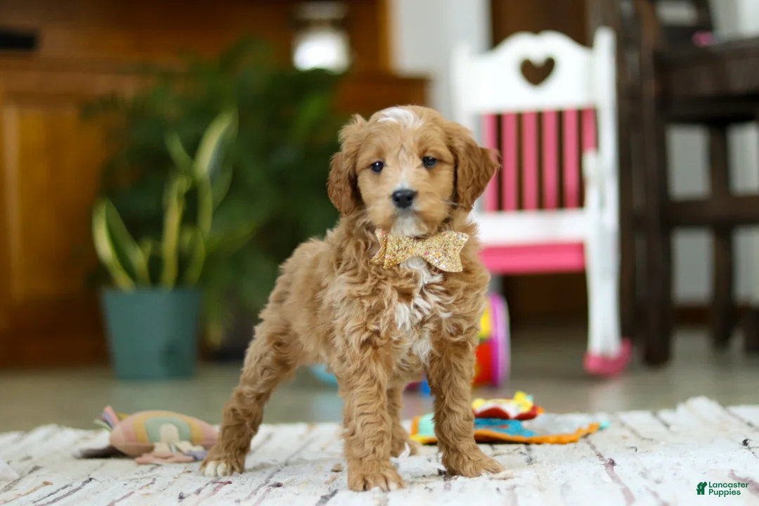 Mini Goldendoodle dogs for sale: Monica - Ad 2