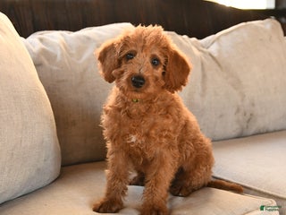 Miniature Labradoodle dogs - Ad 6
