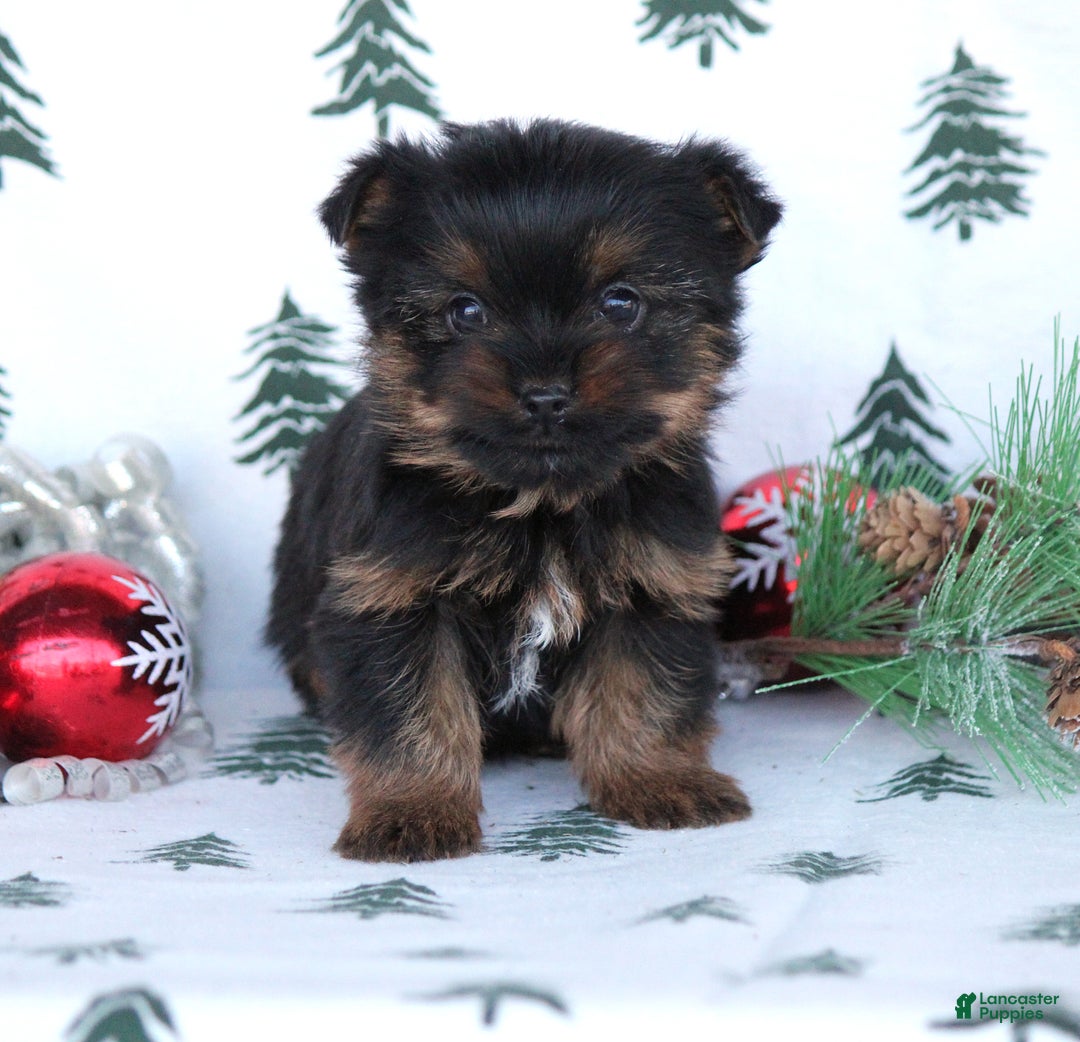 Yorkshire Terrier dogs for sale: Twix - Ad 2