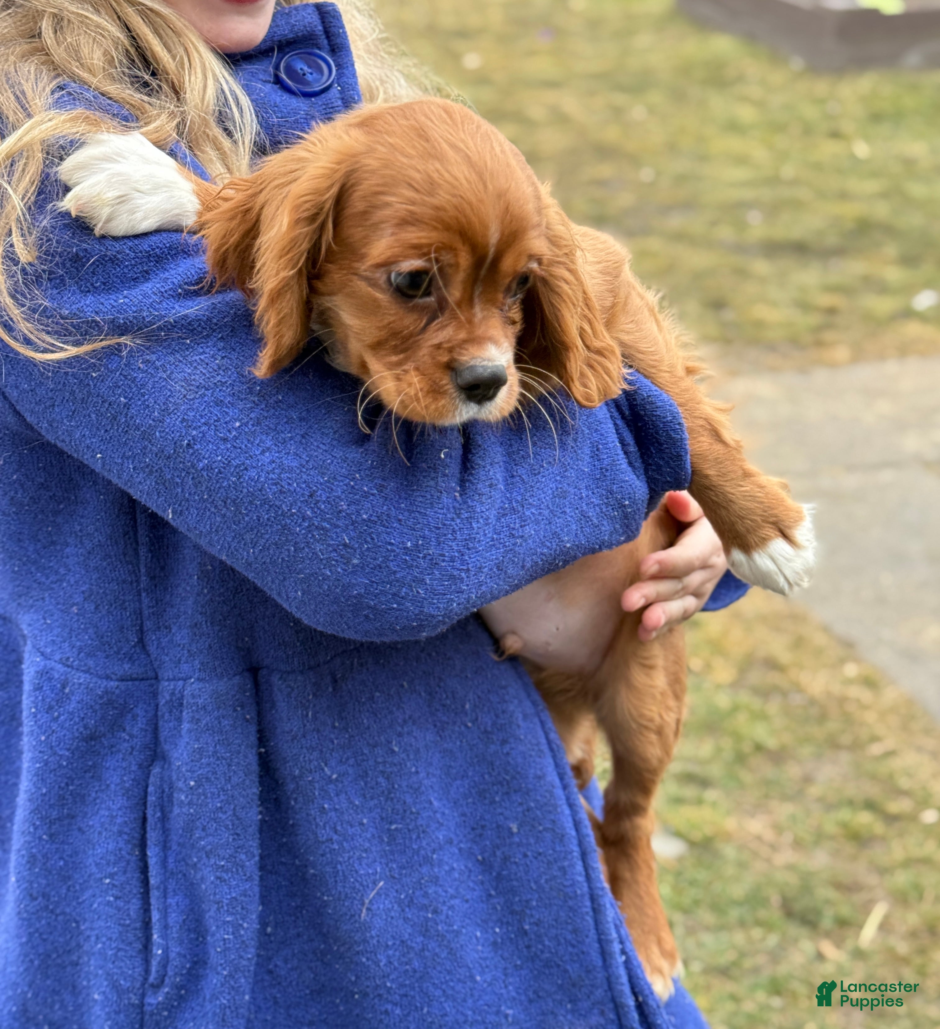 Cavalier King Charles Spaniel dogs Walden - Ad 2