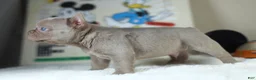 French Bulldog dogs for sale: MICKEY - Ad 2