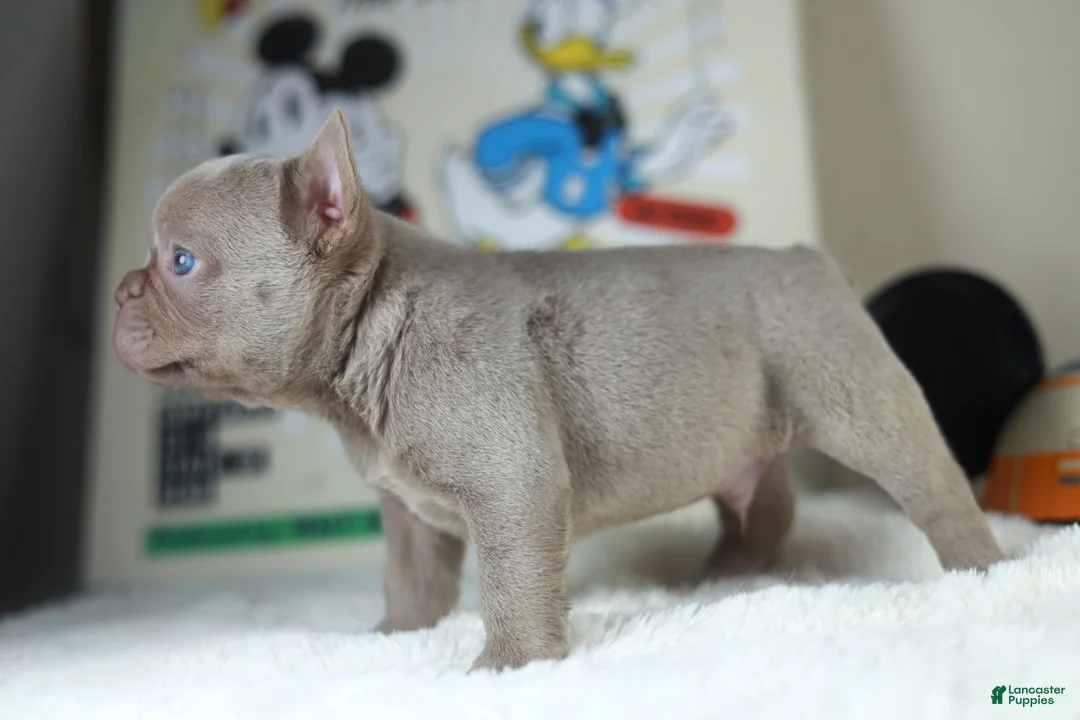 French Bulldog dogs for sale: MICKEY - Ad 2