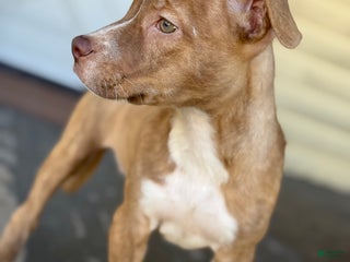 American Pit Bull Terrier dogs - Ad 10