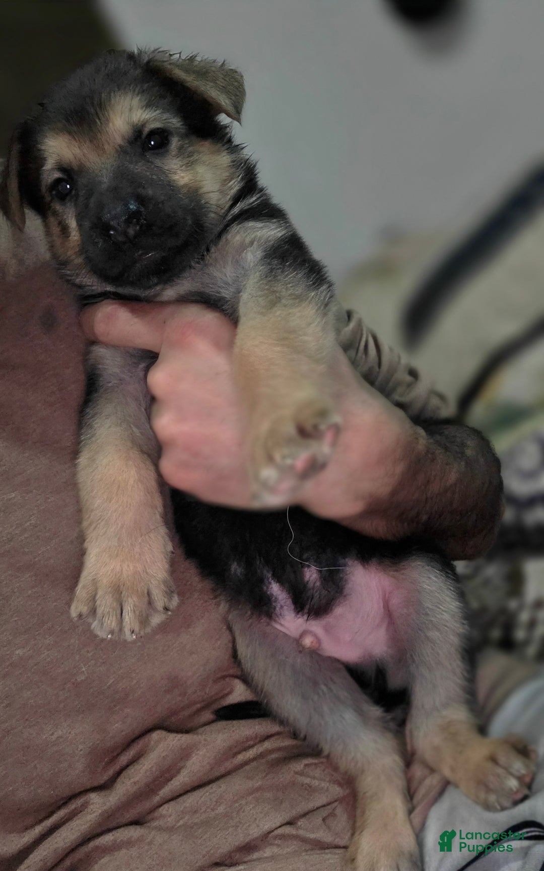 German Shepherd dogs for sale: Roy (3) - Ad 1