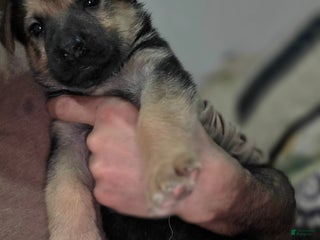 German Shepherd dogs Roy (3) - Ad 9