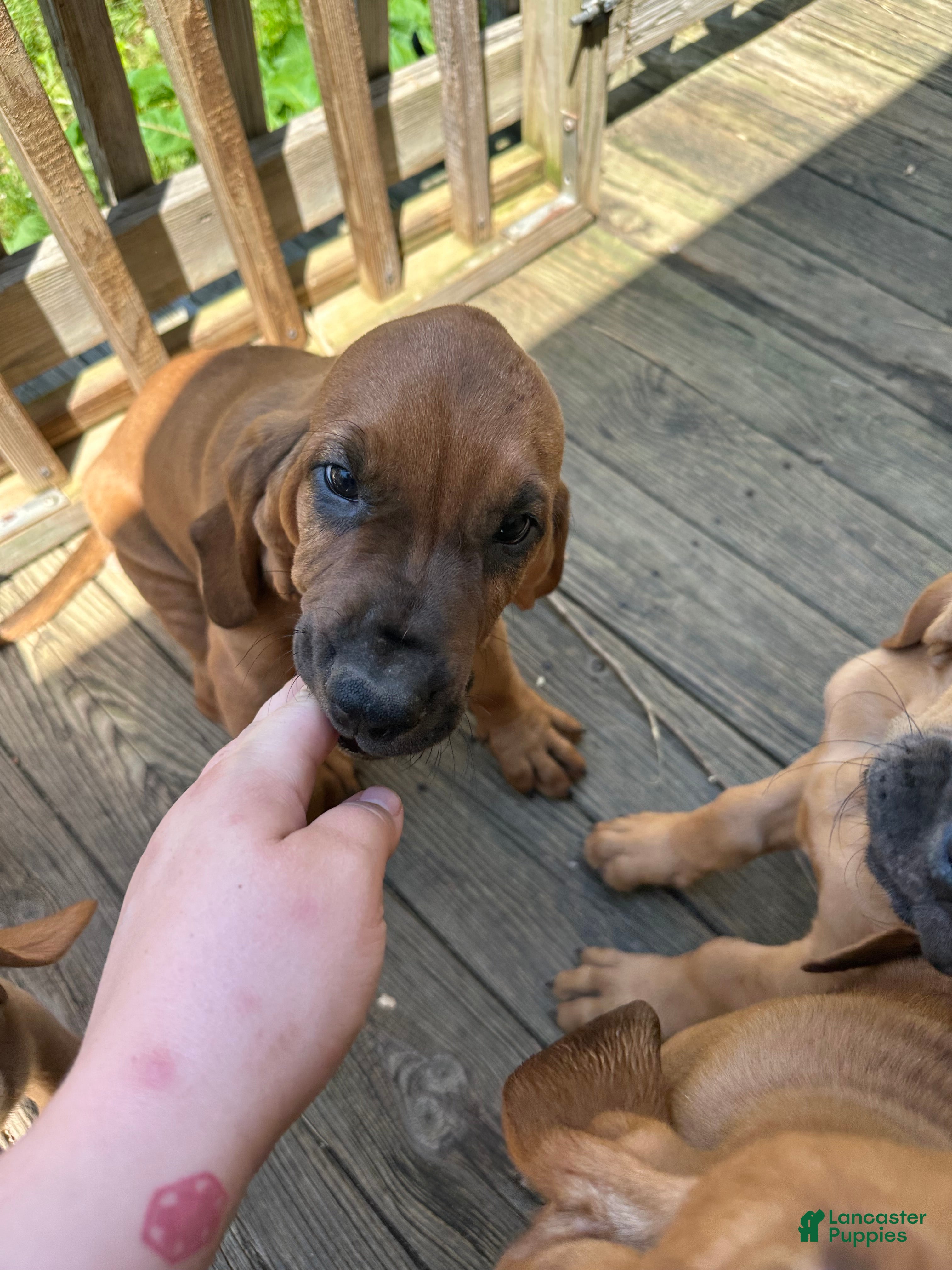 Bloodhound dogs for sale: Bloodhound Puppy 5 - Ad 7