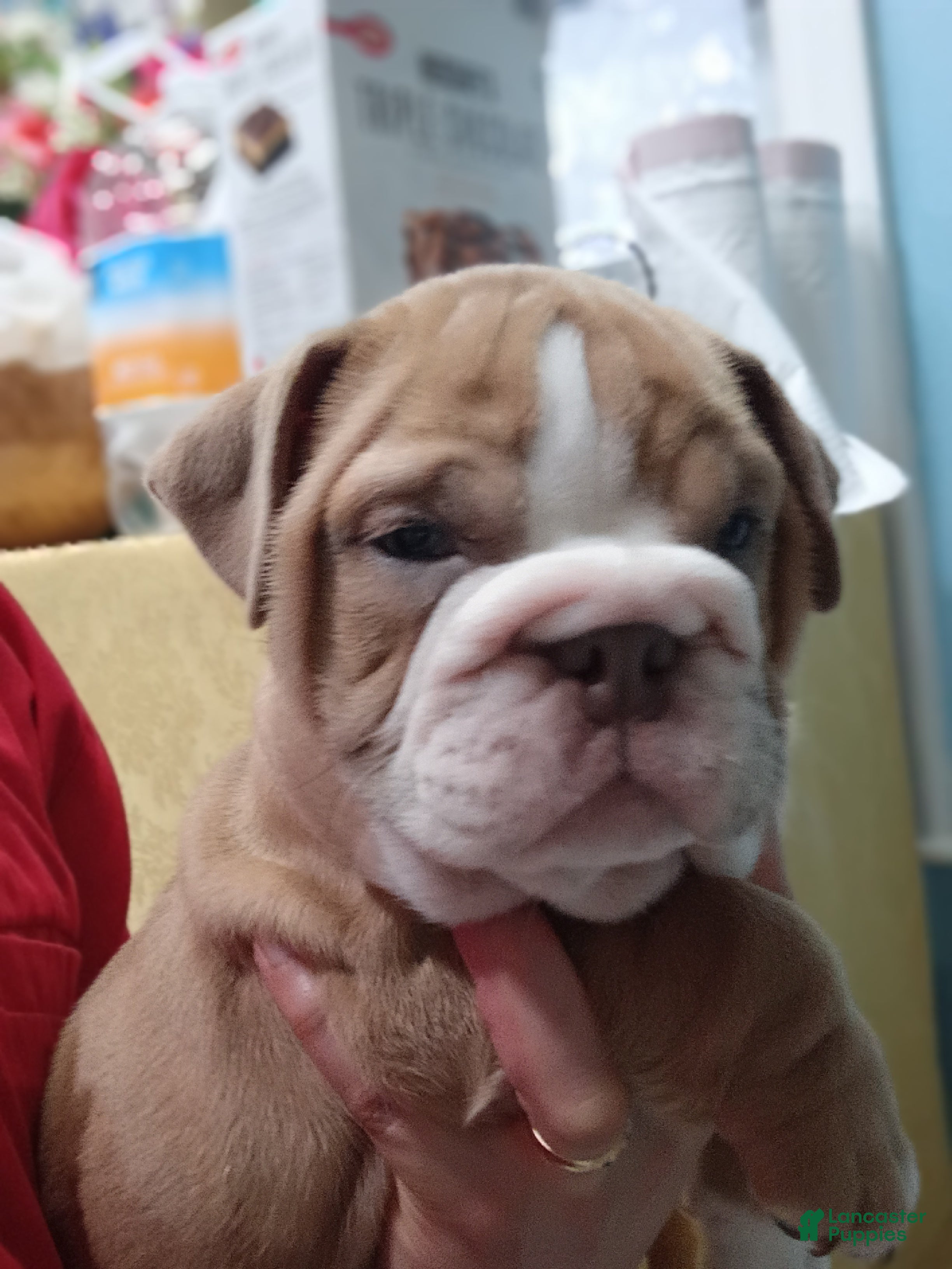 English Bulldog dogs English Bulldog 1taly - Ad 17