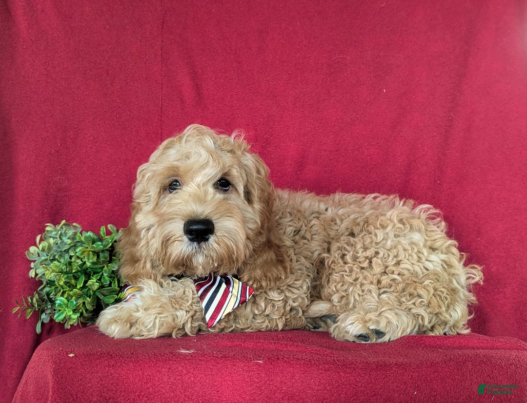 Cockapoo dogs for sale: Leon - Ad 4