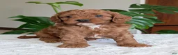 Cavapoo dogs for sale: Myles - Ad 7