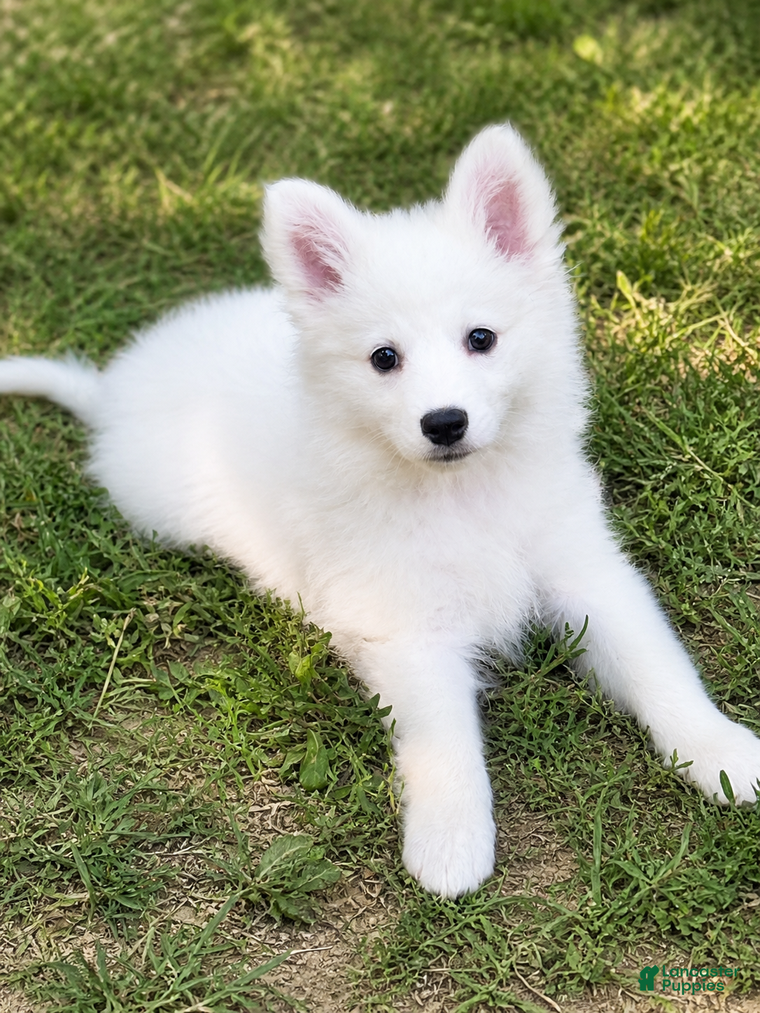 American Eskimo dogs for sale: American Eskimo Puppy 5 - Ad 1