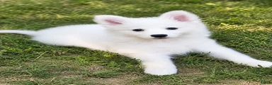American Eskimo Puppy 5
