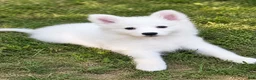 American Eskimo dogs for sale: American Eskimo Puppy 5 - Ad 1