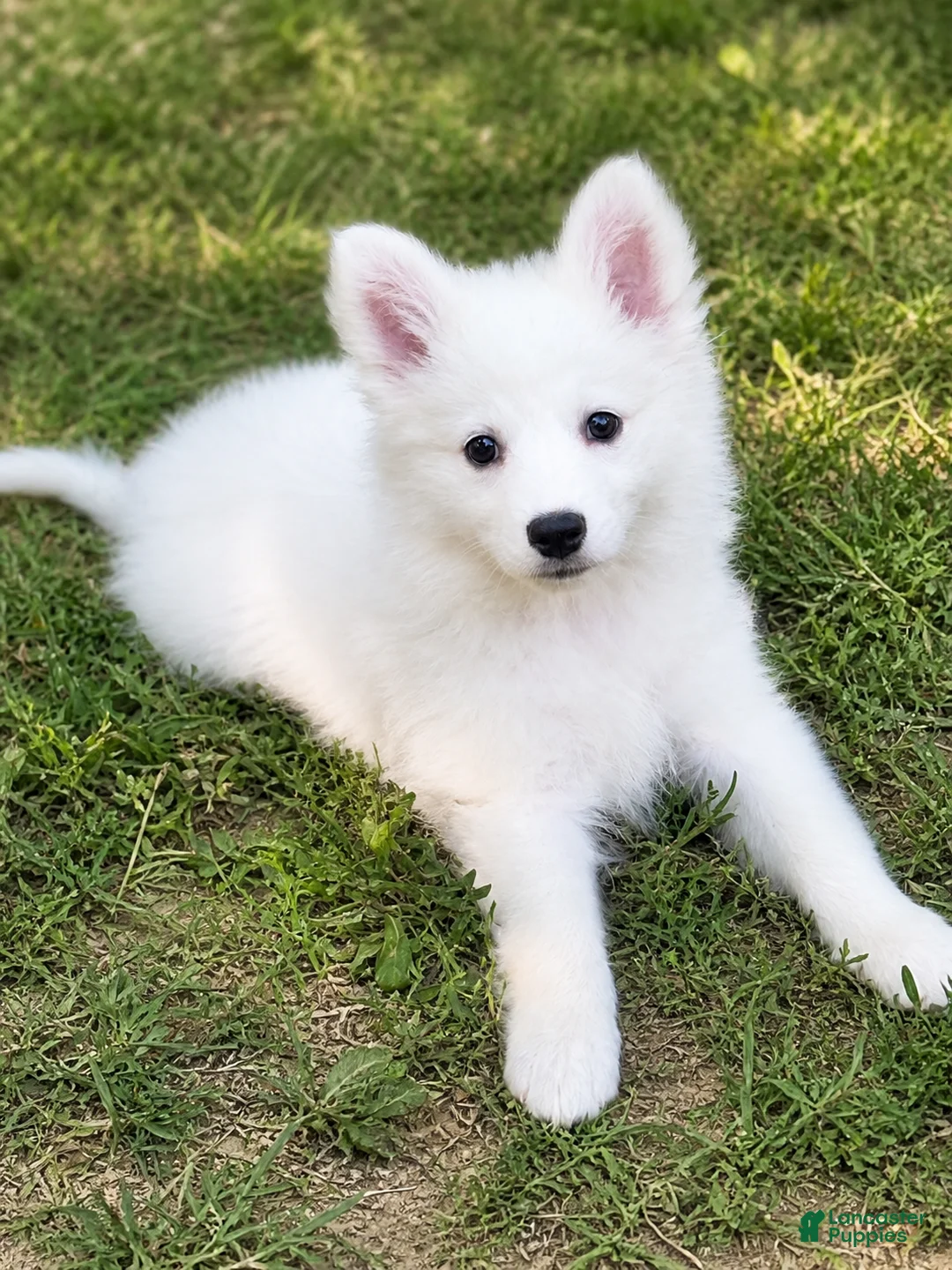 American Eskimo dogs for sale: American Eskimo Puppy 5 - Ad 1
