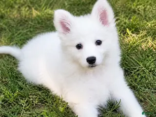 American Eskimo dogs for sale: American Eskimo Puppy 5 - Ad 1