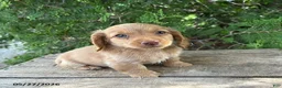 Dachshund dogs for sale: Briggs - Ad 3