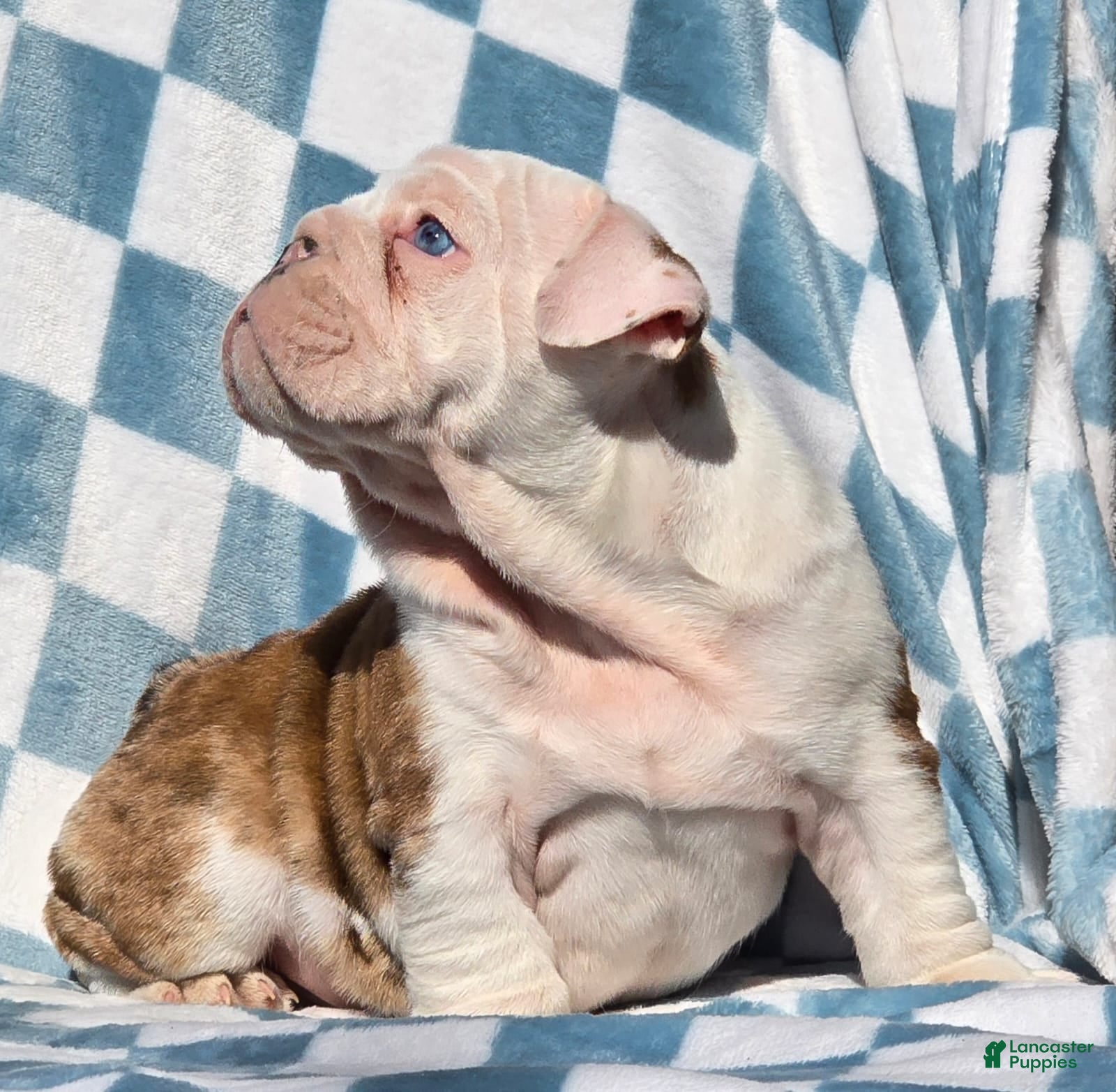 English Bulldog dogs Major - Ad 2