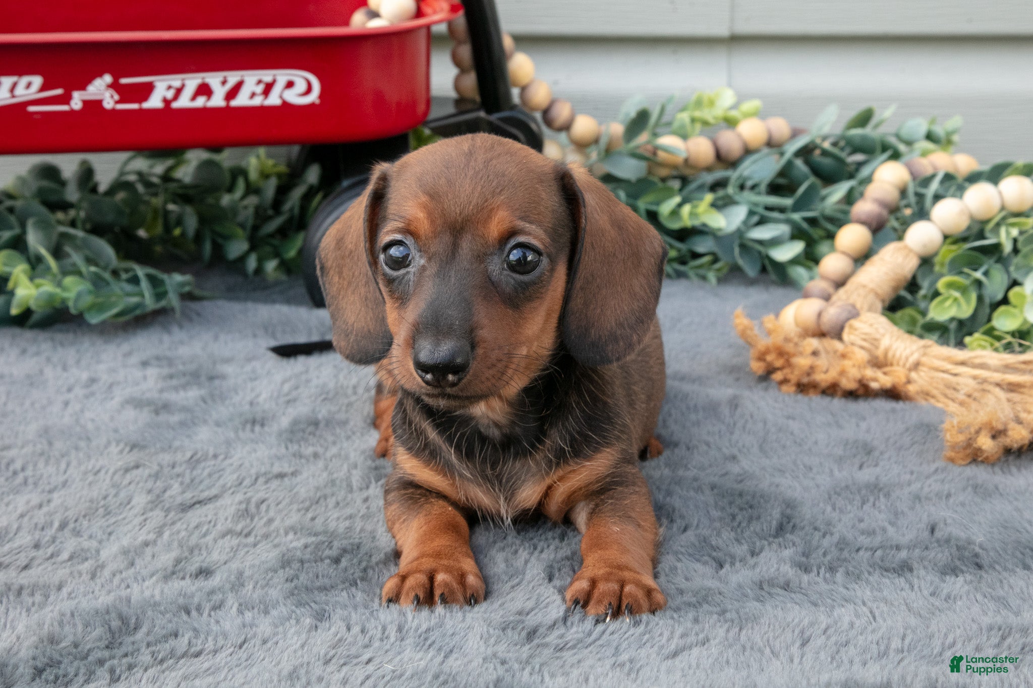 Miniature Dachshund dogs Matea - Ad 1