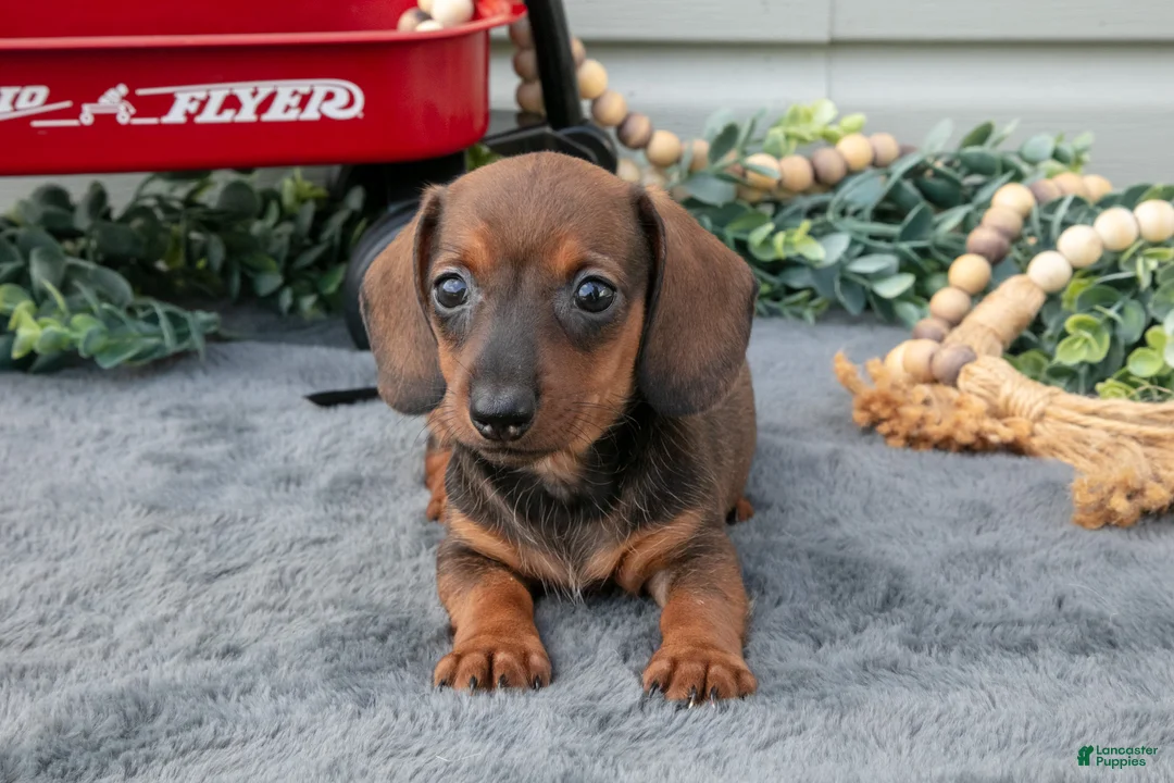Miniature Dachshund dogs for sale: Matea - Ad 1