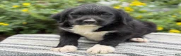 Mixed Breed dogs for sale: Gill - Ad 3