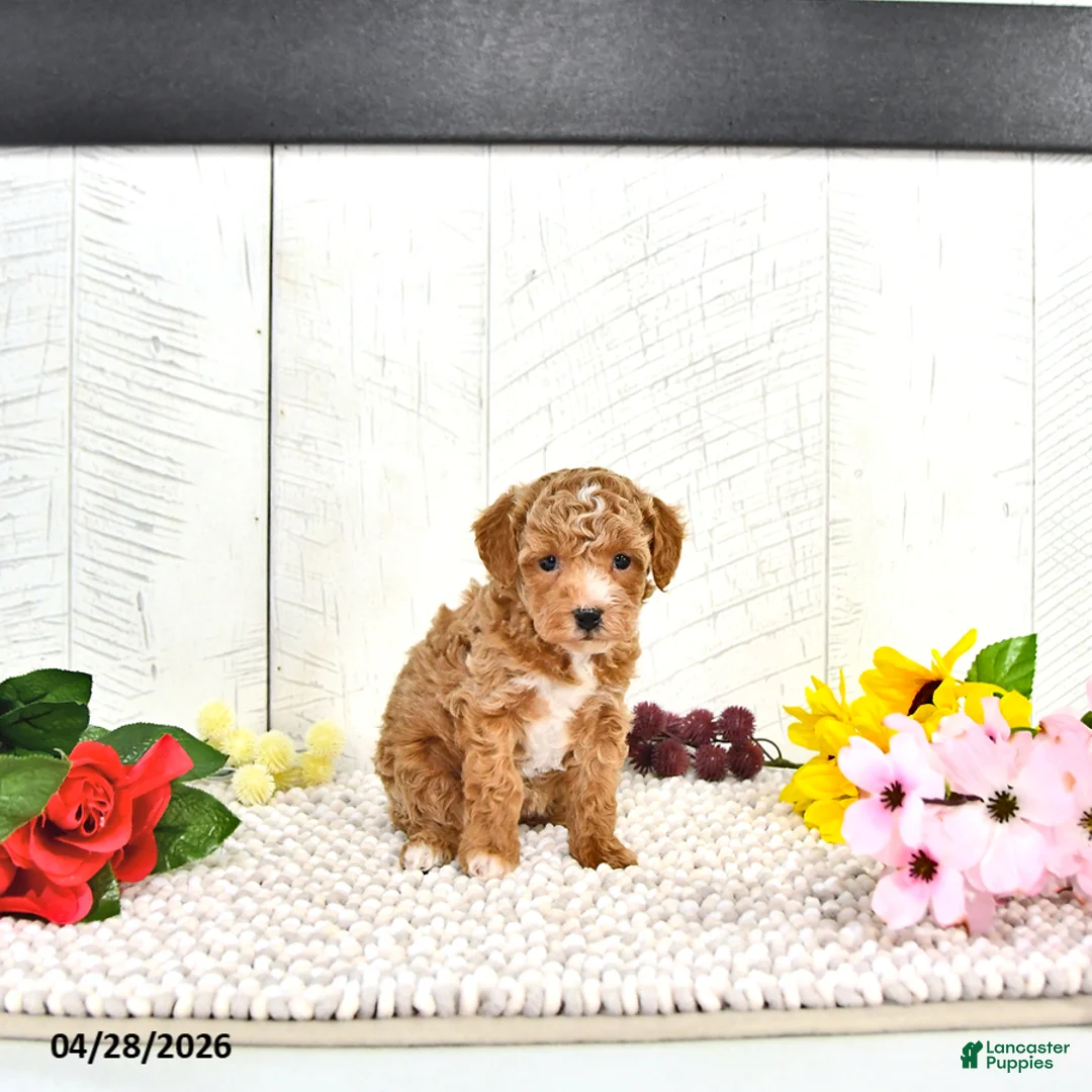 Miniature Poodle dogs for sale: Ranae - Ad 2