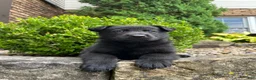 German Shepherd dogs for sale: Onyx - Ad 3