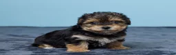 Yochon dogs for sale: Lance - Ad 3