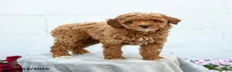 Miniature Poodle dogs for sale: Fuscia  - Ad 4