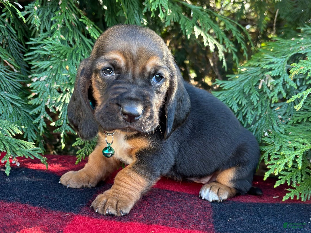 Basset Hound dogs for sale: Cindy Lou - Ad 4