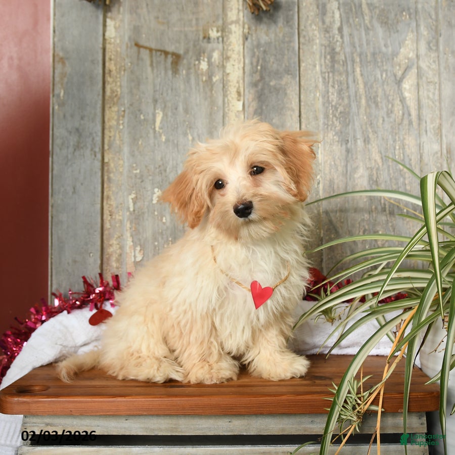 Maltipoo dogs Joy - Ad 41