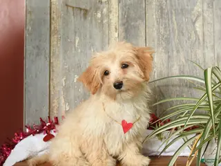 Maltipoo dogs Joy - Ad 41