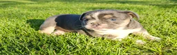 Mixed Breed dogs for sale: Mini Bulldog Blue - Ad 3
